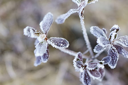 selective focus photography of brown flowers thumbnail