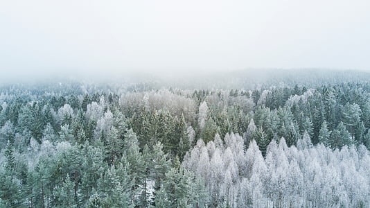 trees covered with fogs thumbnail