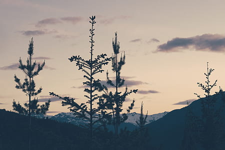plants and trees during dawn thumbnail