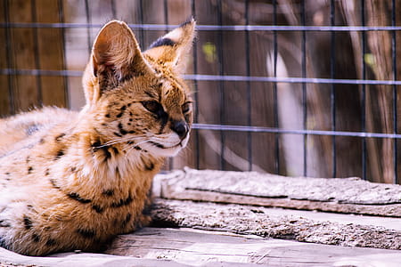 Bengal Cat thumbnail
