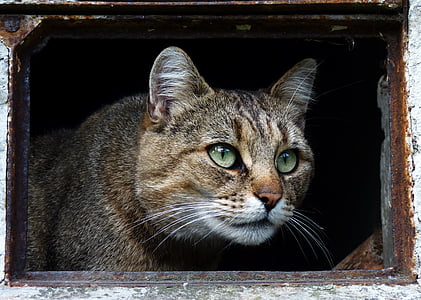 close shot of gray Tabby cat thumbnail
