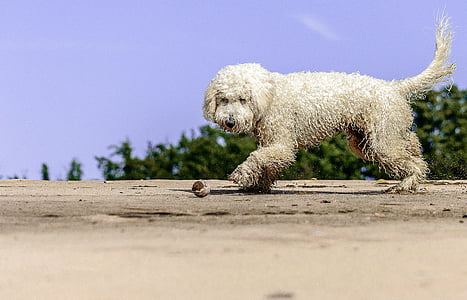 long-coated white dog standing on brown surface thumbnail