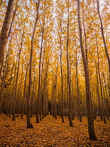 panorama photo of brown trees with yellow leaves at day time thumbnail