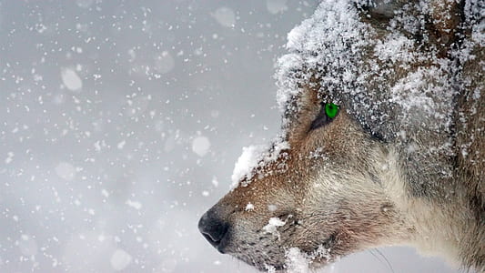 Close-up of Snowflakes on Snow Against Sky thumbnail