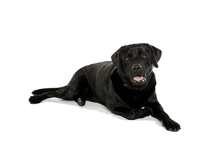 adult black Labrador retriever thumbnail