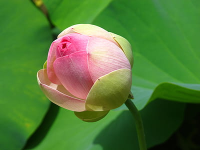 pink and green petaled flower close-up photography thumbnail