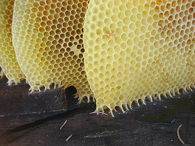 honey comb thumbnail