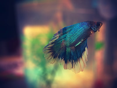 gray fighter fish thumbnail