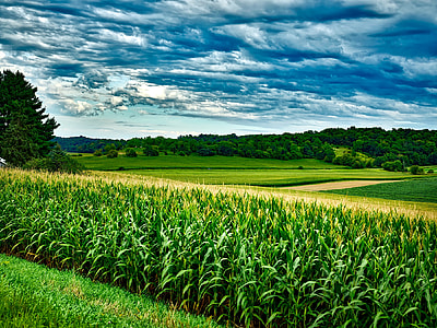corn field thumbnail