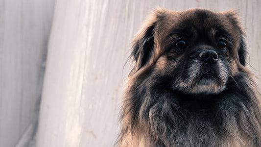 closeup view of small long-coated black and tan dog thumbnail