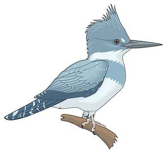 8 Free Burung Graphics Download Uihere