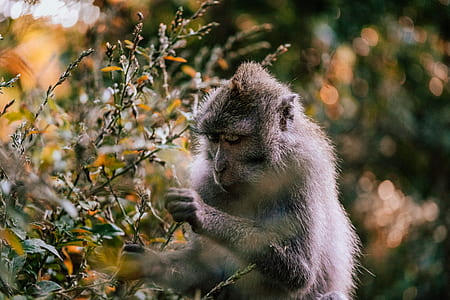 shallow focus photography of chimpanzee on green leafed tree during daytime thumbnail