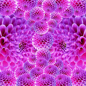 purple petaled flowers thumbnail