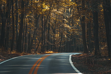 road in the middle of trees thumbnail