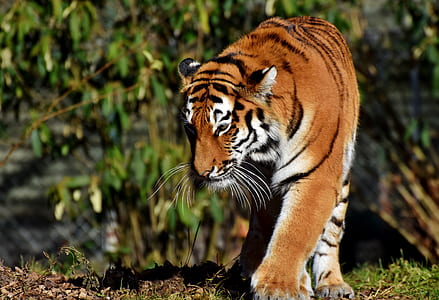brown tiger walking on the field thumbnail