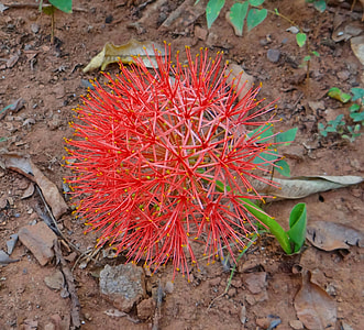 Lily, Scadoxus Multiflorus thumbnail