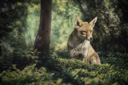 fox standing on grass field thumbnail
