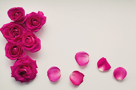 pink rose petals thumbnail