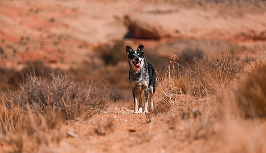 selective focus photo black and white dog thumbnail