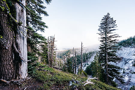 snow capped hill with trees during daytime thumbnail
