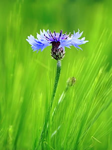 purple flower blooming during daytime thumbnail