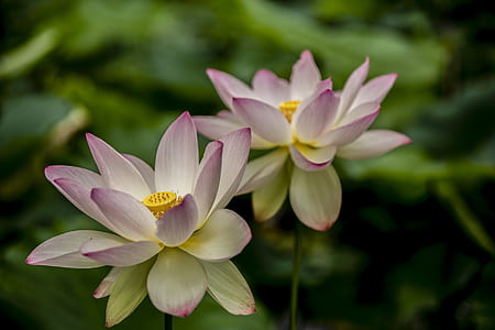 selective focus of purple-and-white flowers thumbnail
