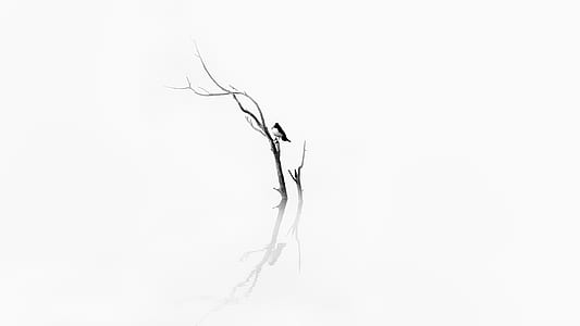 bird on tree sketch thumbnail