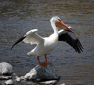 stork bird on gray rock near body of water thumbnail