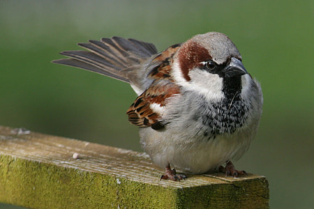 tilt shift photography of brown and gray sparrow thumbnail