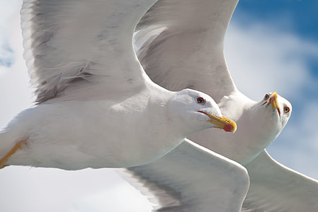 two white seagulls thumbnail