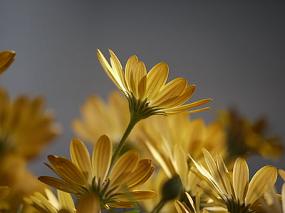 selective focus of yellow petaled flowers thumbnail