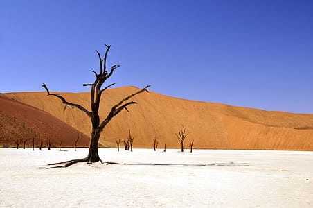 Brown Leafless Tree on Sandy Soil during Daytime thumbnail