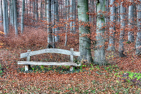 brown wooden bench near tree thumbnail