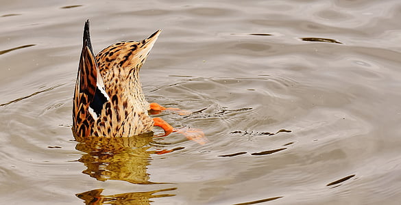 brown duck diving on body of water thumbnail