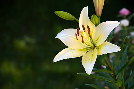 closeup photo of yellow petaled flowers thumbnail