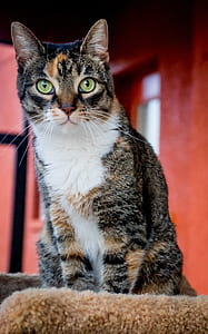 tortoiseshell cat sitting near red wall thumbnail