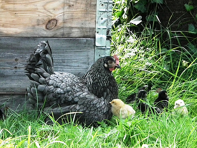 black hen beside chic thumbnail