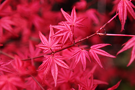 selective focus photography of red maple leaf thumbnail