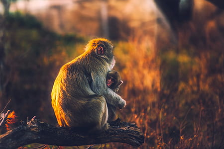 primate sitting on tree branch thumbnail