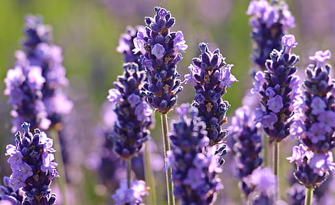selective focus photography of lavender flowers thumbnail