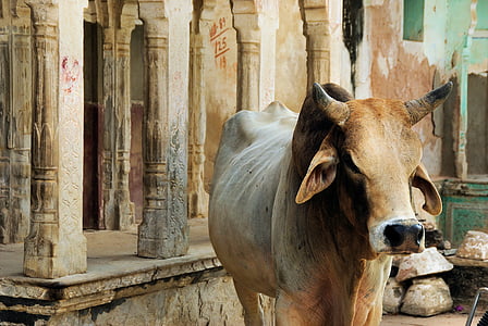 cattle standing beside concrete posts at daytime thumbnail