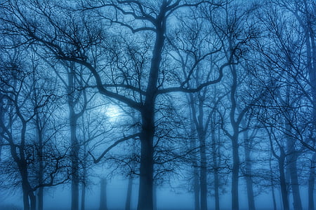 bare tree under white sky during golden hour thumbnail