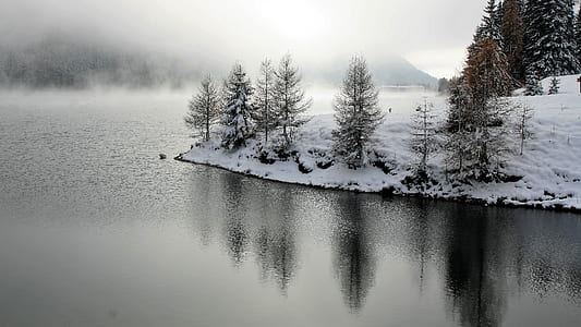 trees beside river during daytime thumbnail