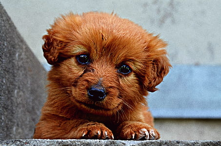brown labradoodle puppy lying on gray concrete stair thumbnail