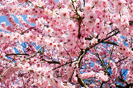 shallow focus photography of cherry blossoms tree thumbnail