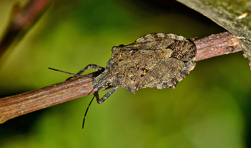 brown kissing bug on twig in selective-focus photography thumbnail