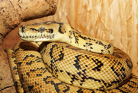 brown snake thumbnail