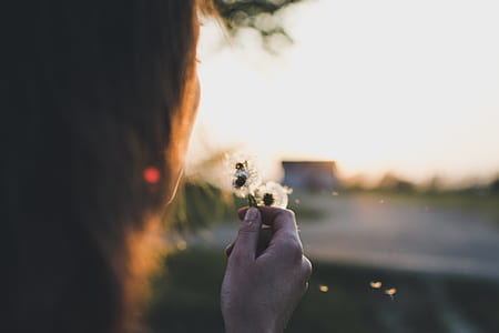 selective focus photography of person holding dandelion thumbnail