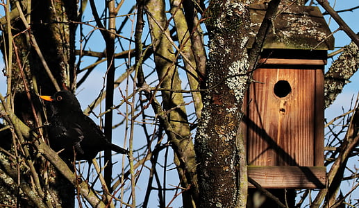 black bird near on tree near brown birdhouse thumbnail