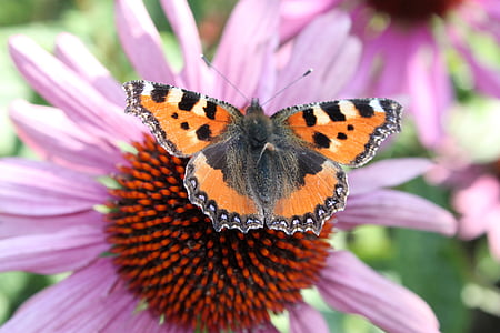 brown and black moth pollinating on pink petaled flower thumbnail